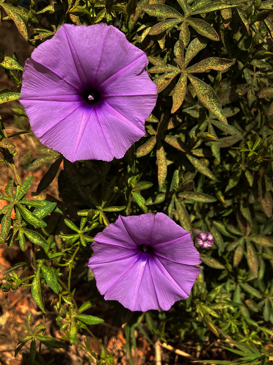 Ipomoea cairica var. cairica Ipomoea cairica var. cairica