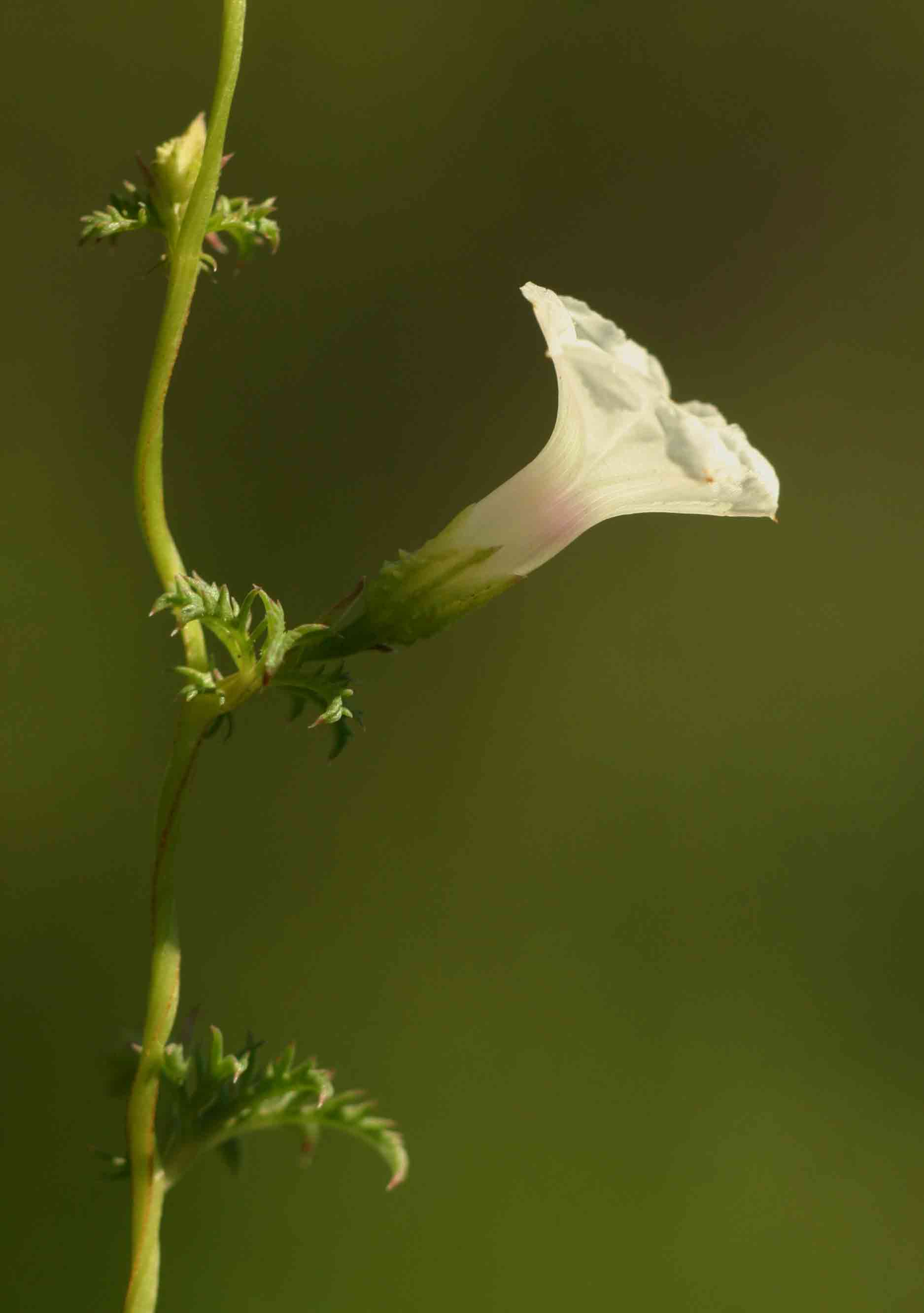 Ipomoea coptica var. coptica Ipomoea coptica var. coptica