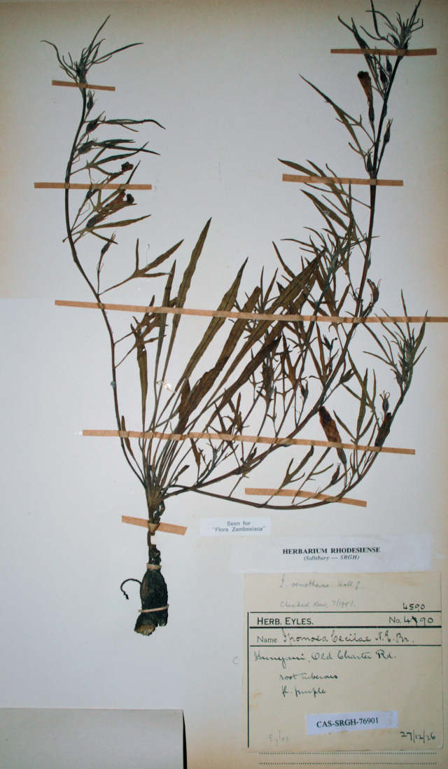 Ipomoea oenotherae var. oenotherae Ipomoea oenotherae var. oenotherae