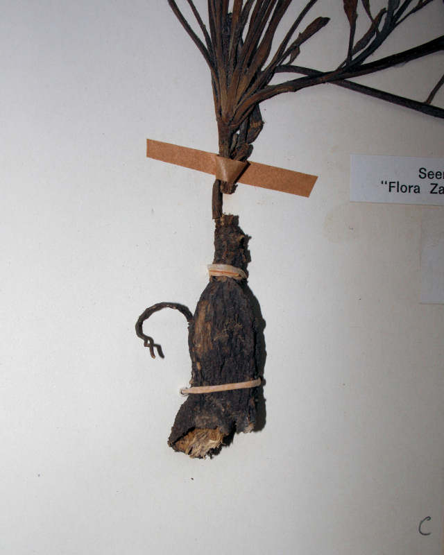 Ipomoea oenotherae var. oenotherae Ipomoea oenotherae var. oenotherae