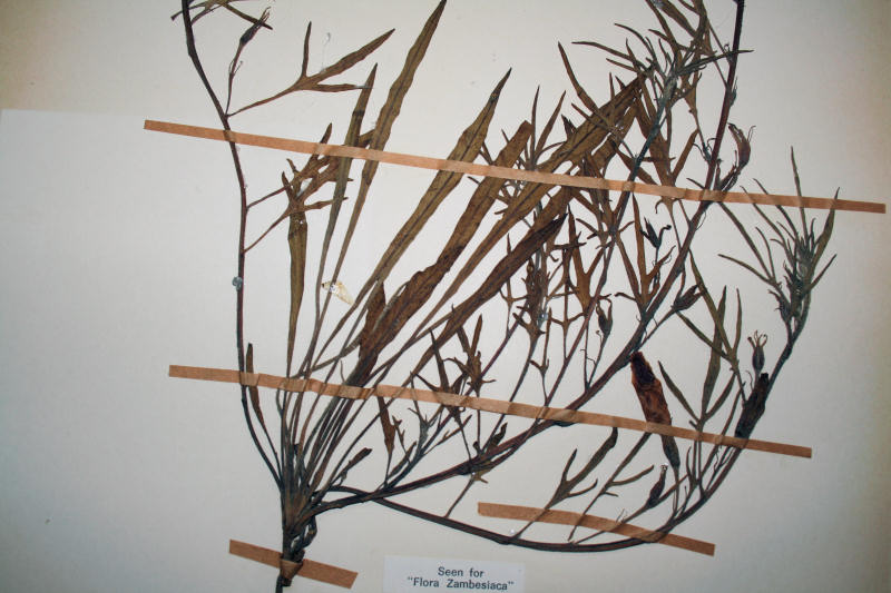 Ipomoea oenotherae var. oenotherae Ipomoea oenotherae var. oenotherae