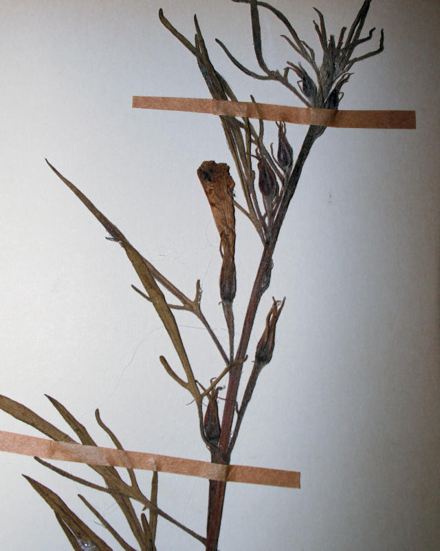 Ipomoea oenotherae var. oenotherae Ipomoea oenotherae var. oenotherae