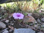 Ipomoea oenotherae var. oenotherae