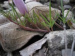 Ipomoea oenotherae var. oenotherae