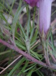 Ipomoea oenotherae var. oenotherae