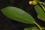 Cordia goetzei