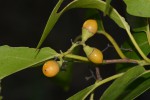 Cordia goetzei