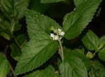 Lantana angolensis