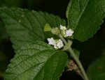 Lantana angolensis