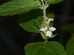 Lantana angolensis