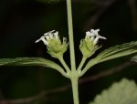 Lantana angolensis