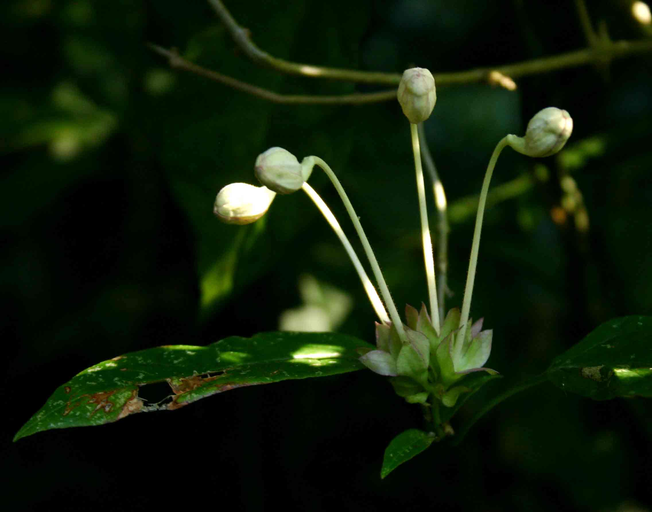 Clerodendrum cephalanthum subsp. swynnertonii Clerodendrum cephalanthum subsp. swynnertonii