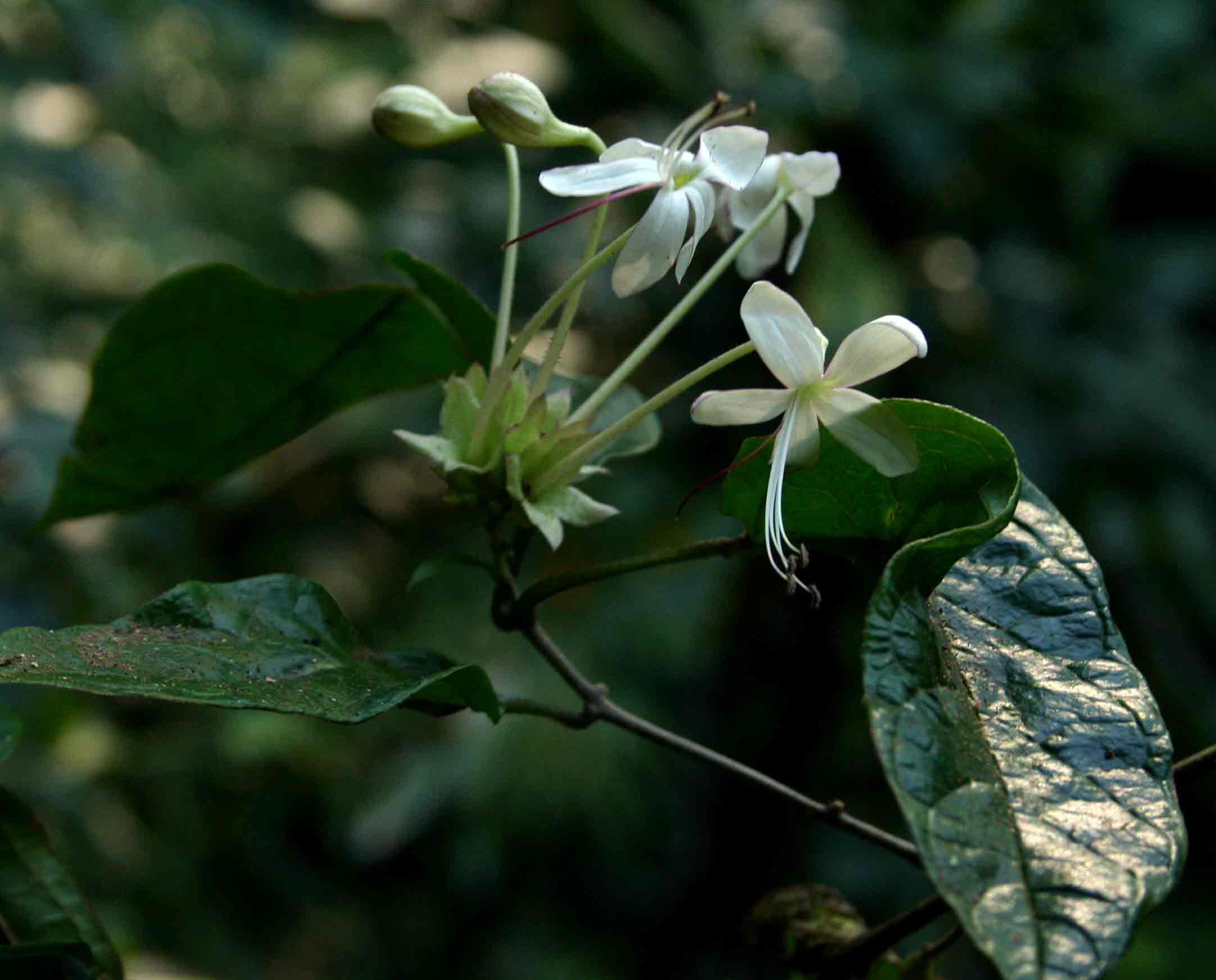 Clerodendrum cephalanthum subsp. swynnertonii Clerodendrum cephalanthum subsp. swynnertonii
