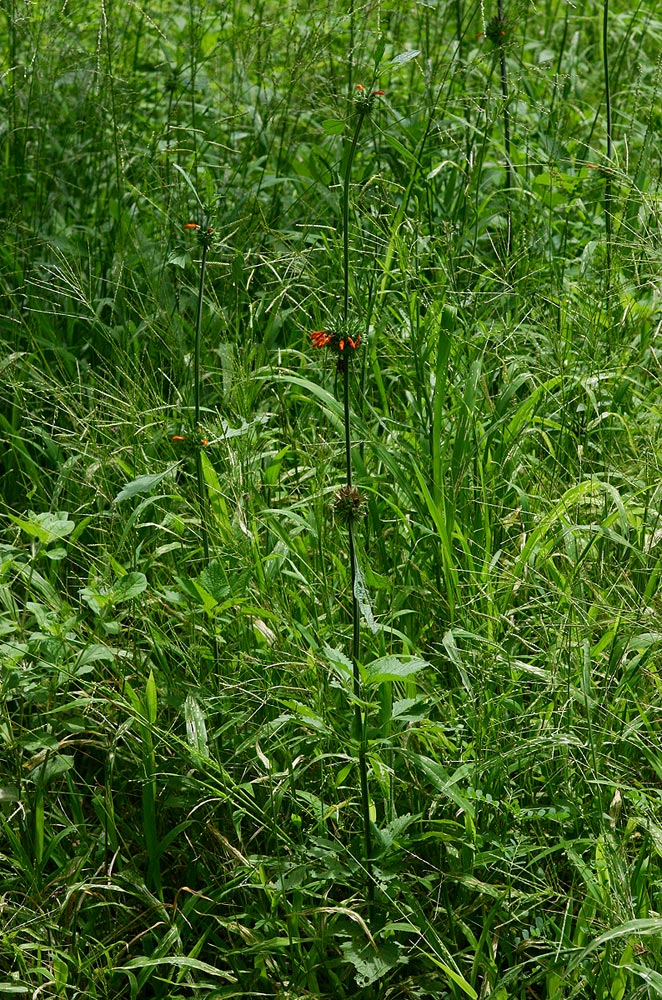 Leonotis nepetifolia var. nepetifolia Leonotis nepetifolia var. nepetifolia