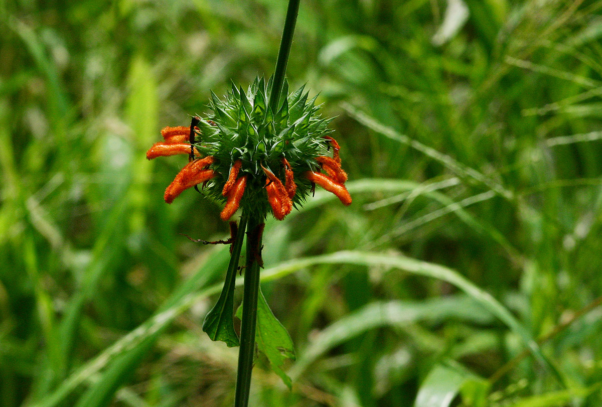 Leonotis nepetifolia var. nepetifolia Leonotis nepetifolia var. nepetifolia