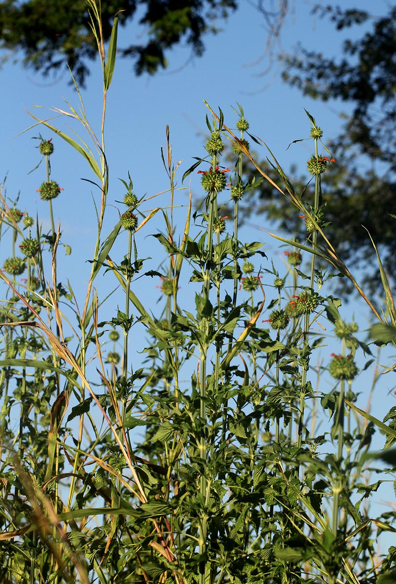 Leonotis nepetifolia var. nepetifolia Leonotis nepetifolia var. nepetifolia