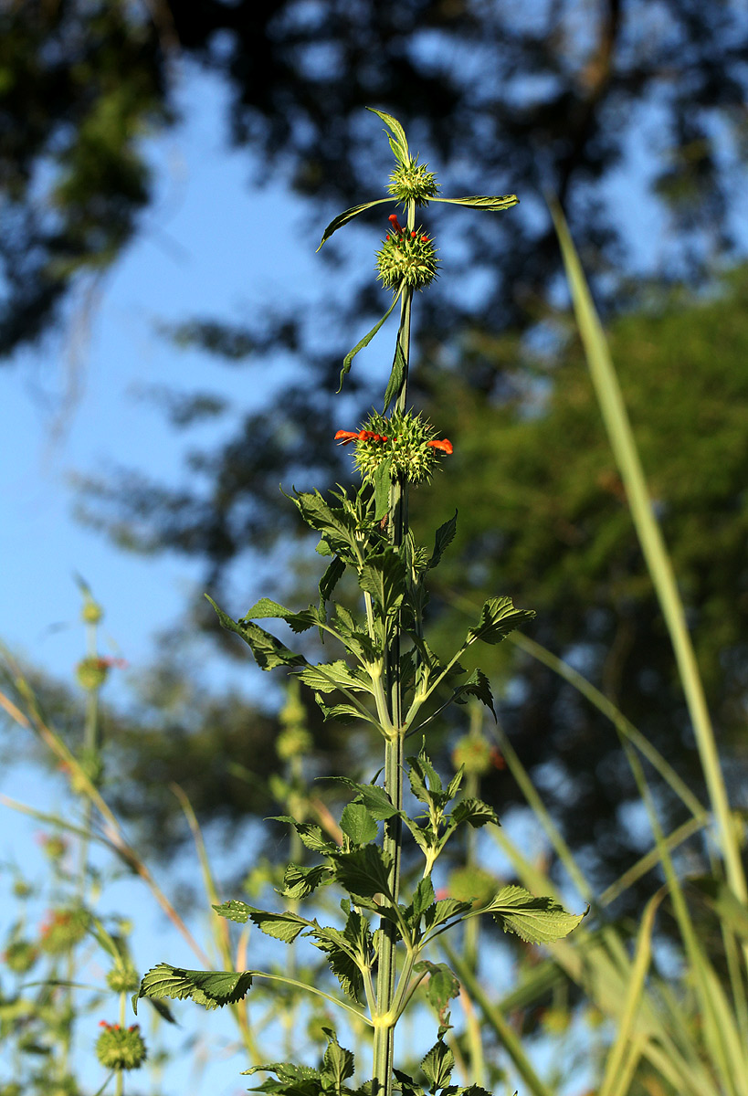Leonotis nepetifolia var. nepetifolia Leonotis nepetifolia var. nepetifolia