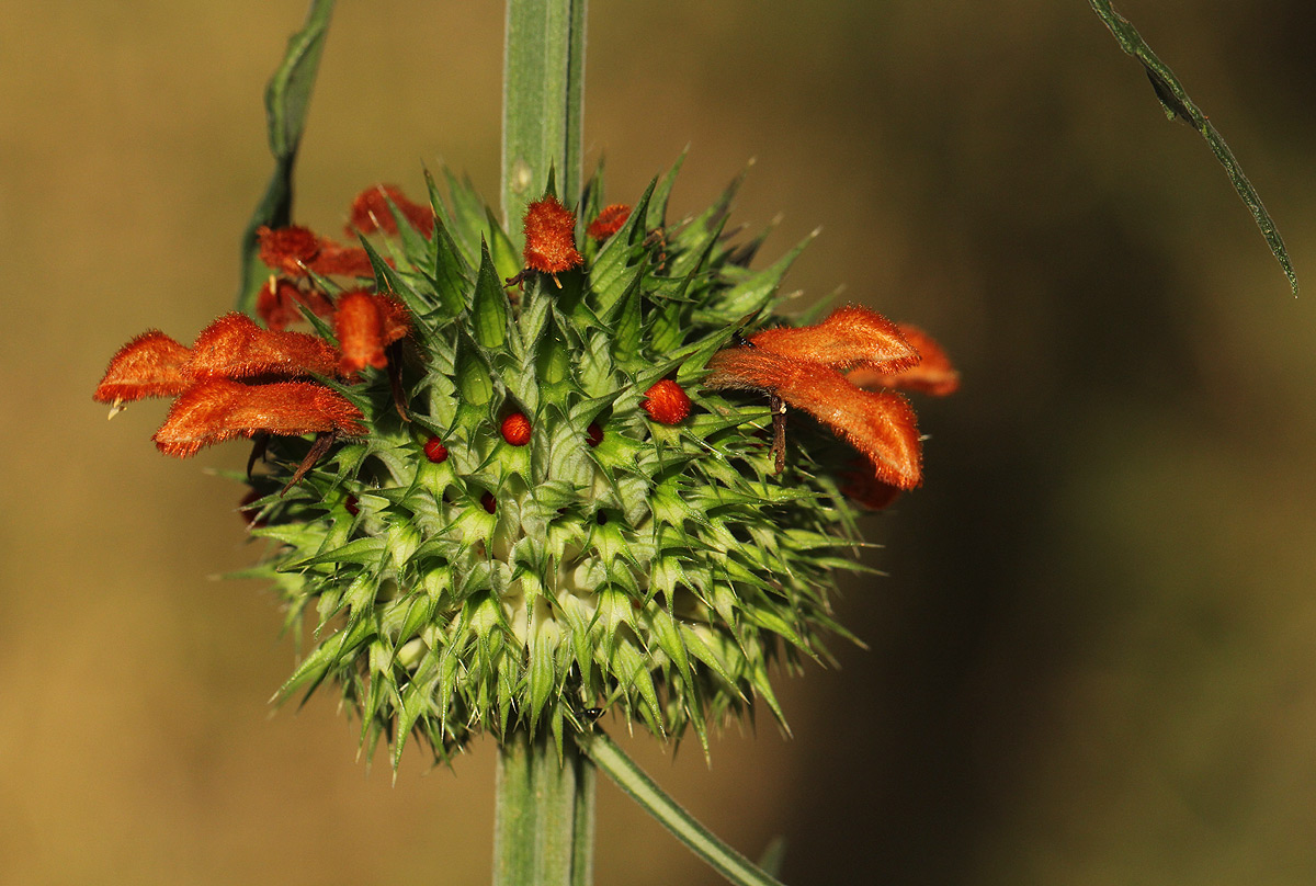 Leonotis nepetifolia var. nepetifolia Leonotis nepetifolia var. nepetifolia