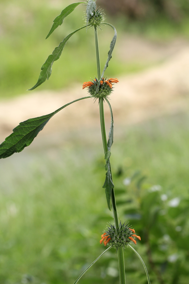 Leonotis nepetifolia var. nepetifolia Leonotis nepetifolia var. nepetifolia