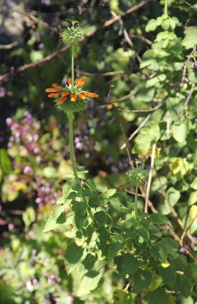 Leonotis ocymifolia var. raineriana Leonotis ocymifolia var. raineriana