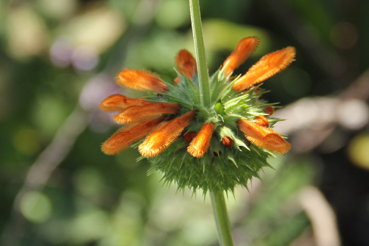 Leonotis ocymifolia var. raineriana Leonotis ocymifolia var. raineriana