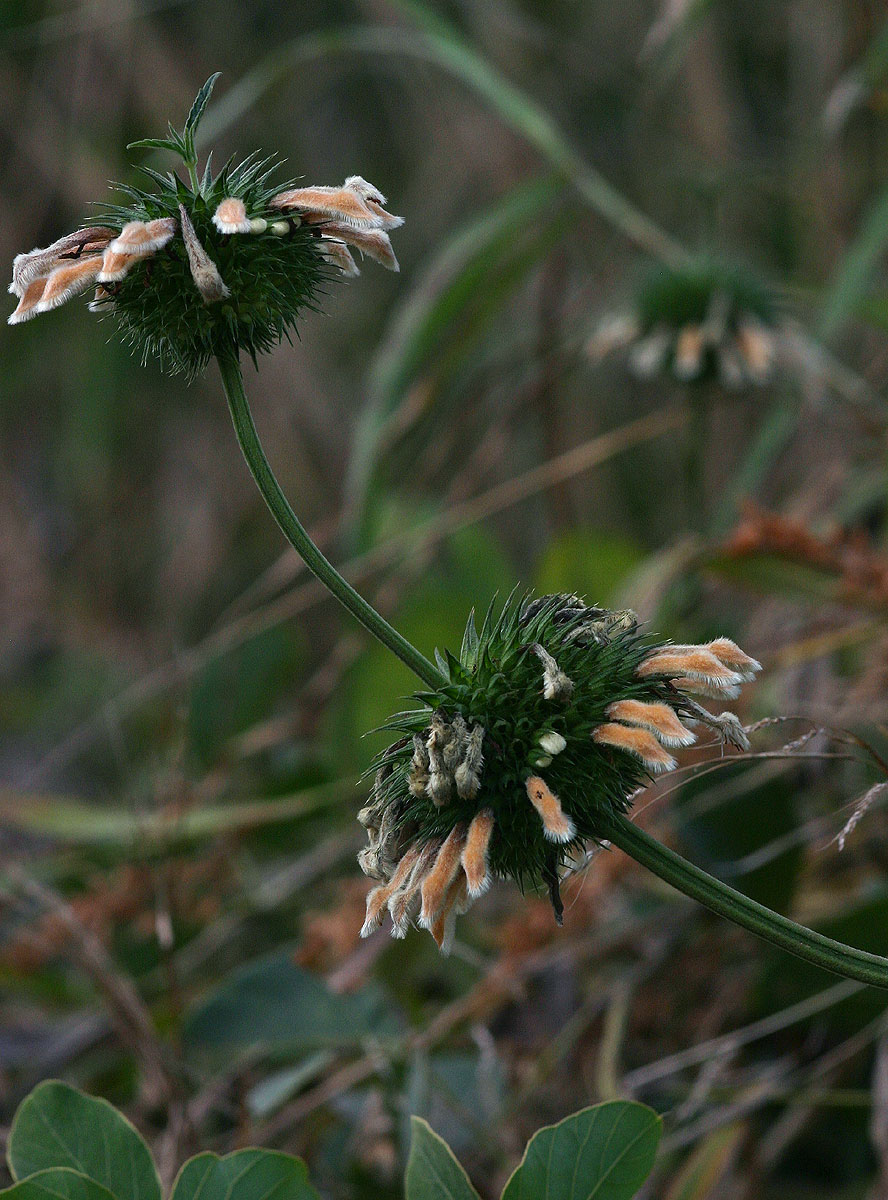Leonotis ocymifolia var. raineriana Leonotis ocymifolia var. raineriana