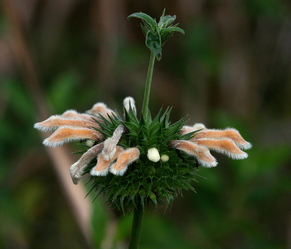 Leonotis ocymifolia var. raineriana Leonotis ocymifolia var. raineriana