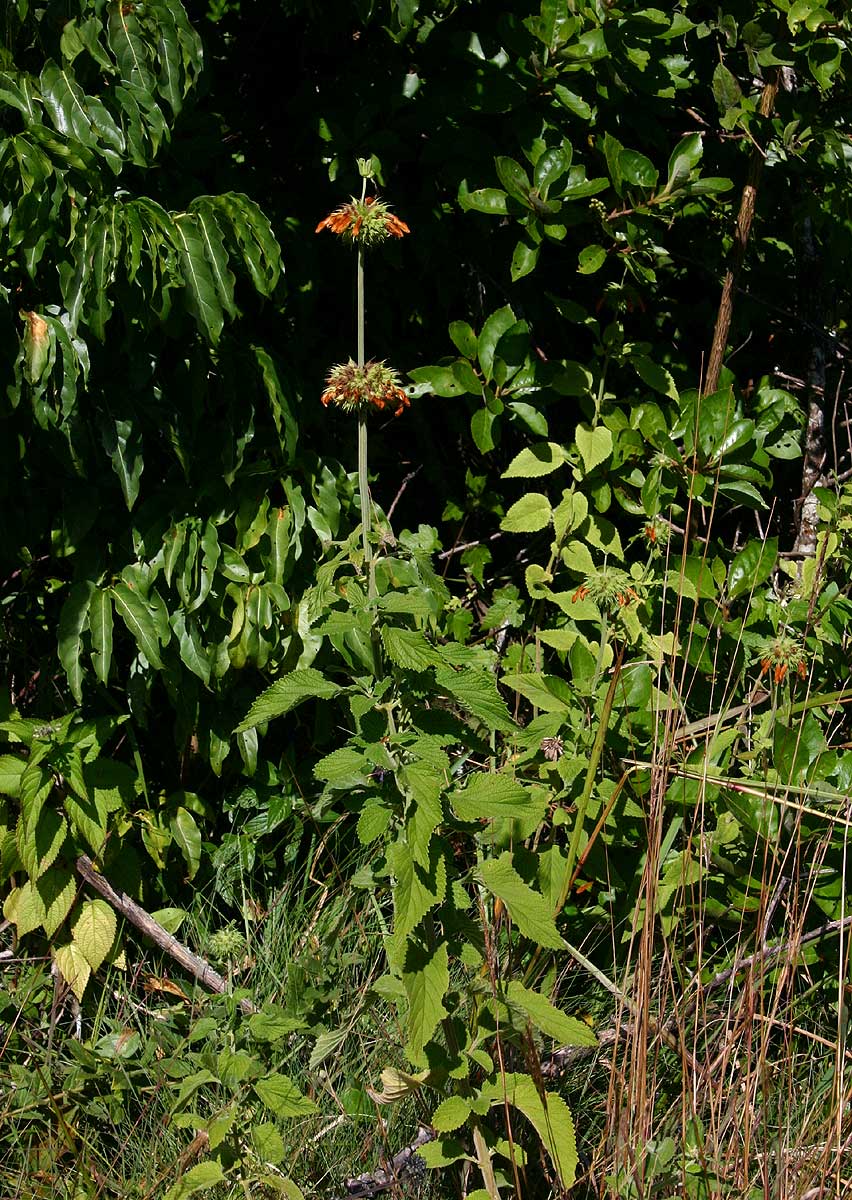 Leonotis ocymifolia var. raineriana Leonotis ocymifolia var. raineriana