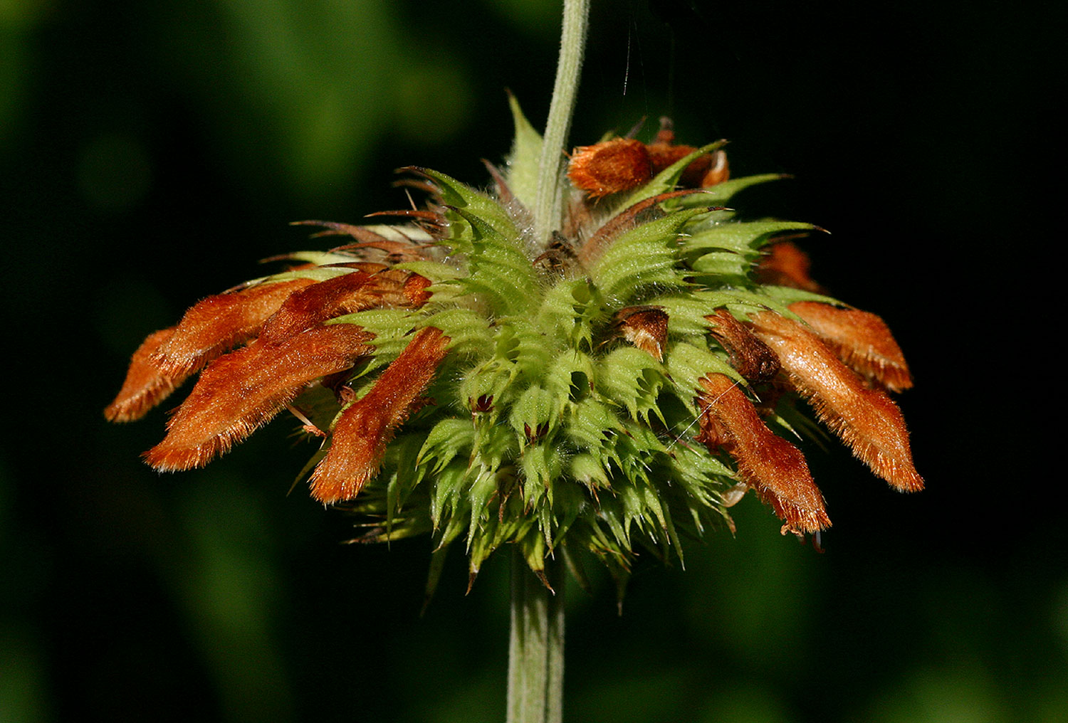 Leonotis ocymifolia var. raineriana Leonotis ocymifolia var. raineriana