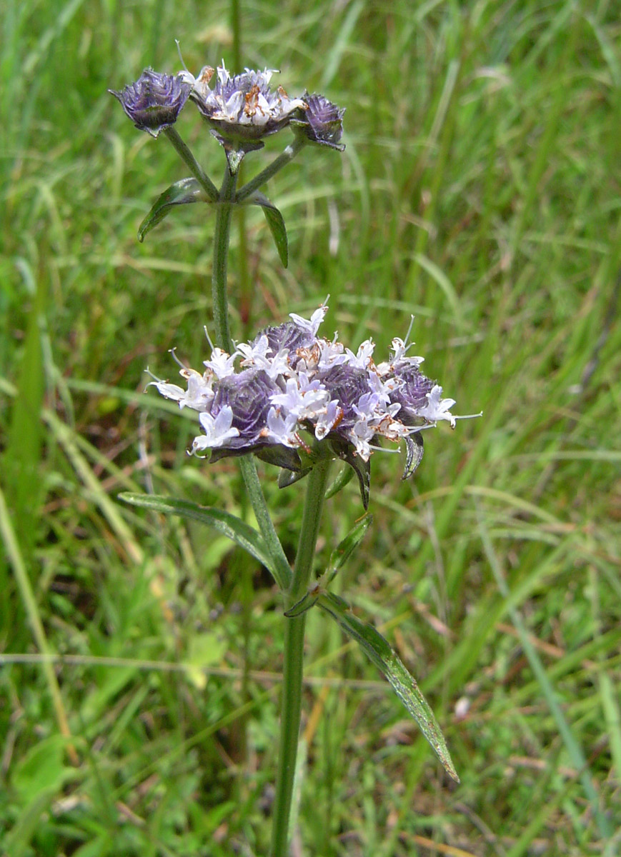 Haumaniastrum dissitifolium Haumaniastrum dissitifolium