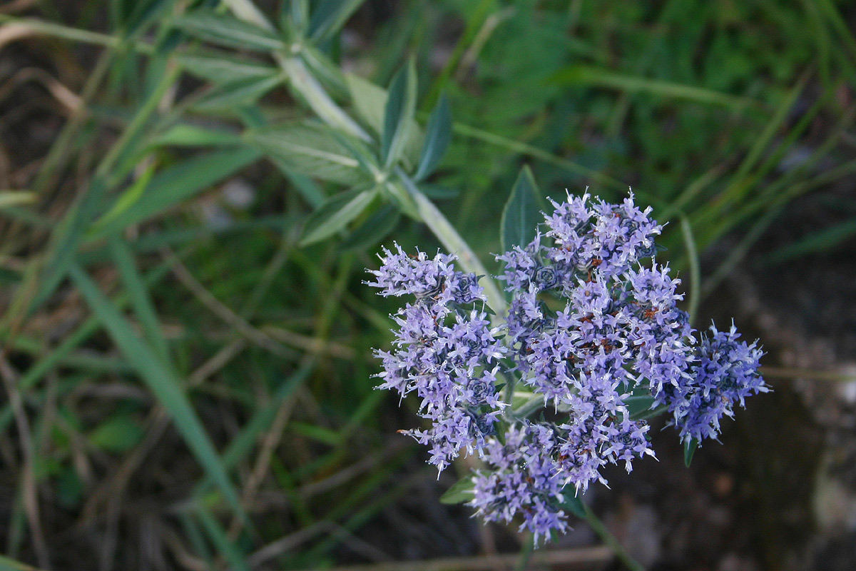 Haumaniastrum dissitifolium Haumaniastrum dissitifolium