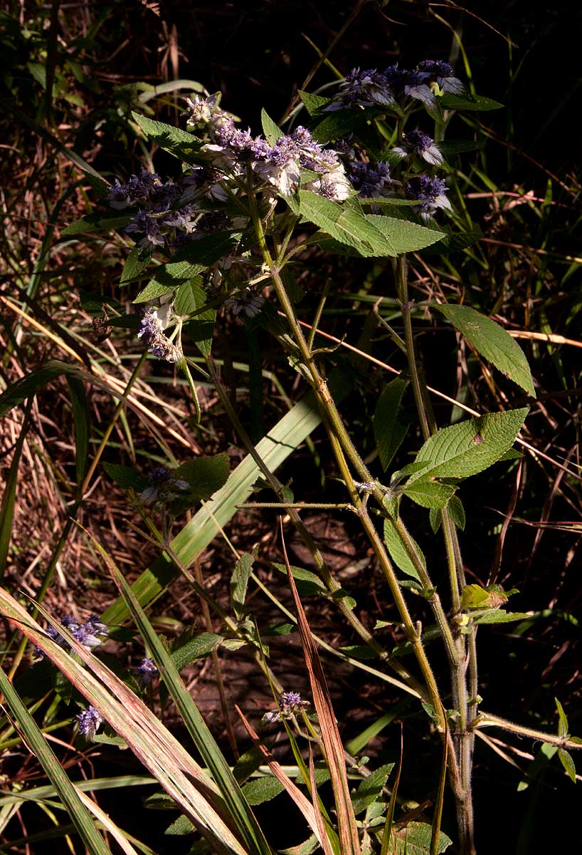 Haumaniastrum villosum Haumaniastrum villosum