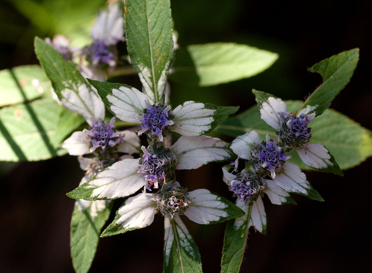 Haumaniastrum villosum Haumaniastrum villosum