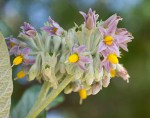 Solanum giganteum