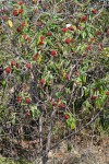 Solanum giganteum