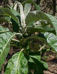 Solanum giganteum