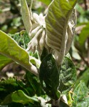 Solanum giganteum