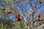 Solanum giganteum