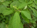 Solanum goetzei