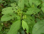 Solanum goetzei