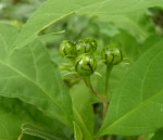 Solanum goetzei