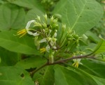 Solanum goetzei