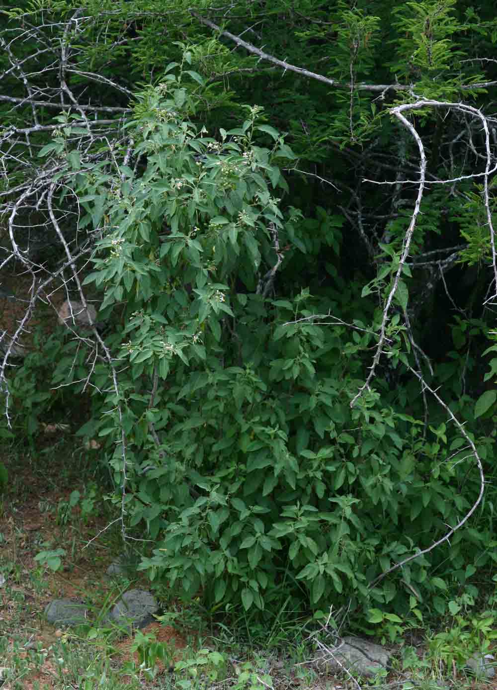 Solanum tettense var. tettense