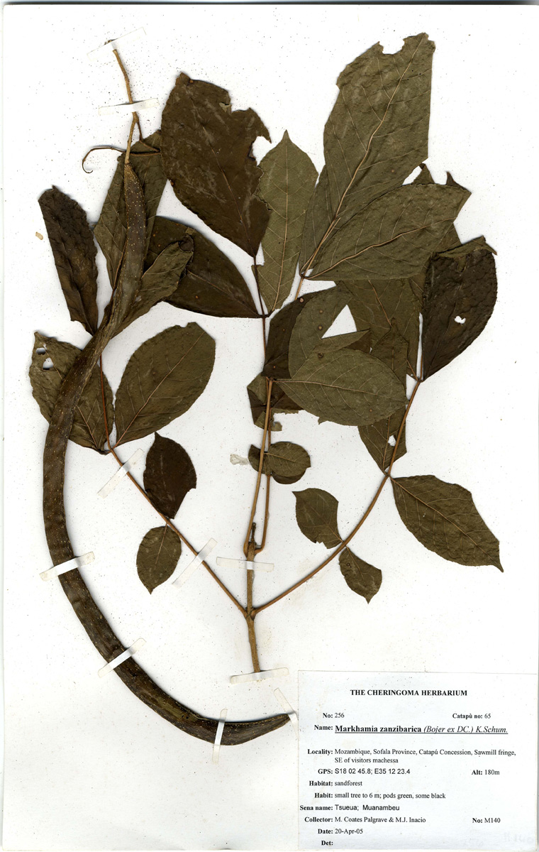 Markhamia zanzibarica Markhamia zanzibarica