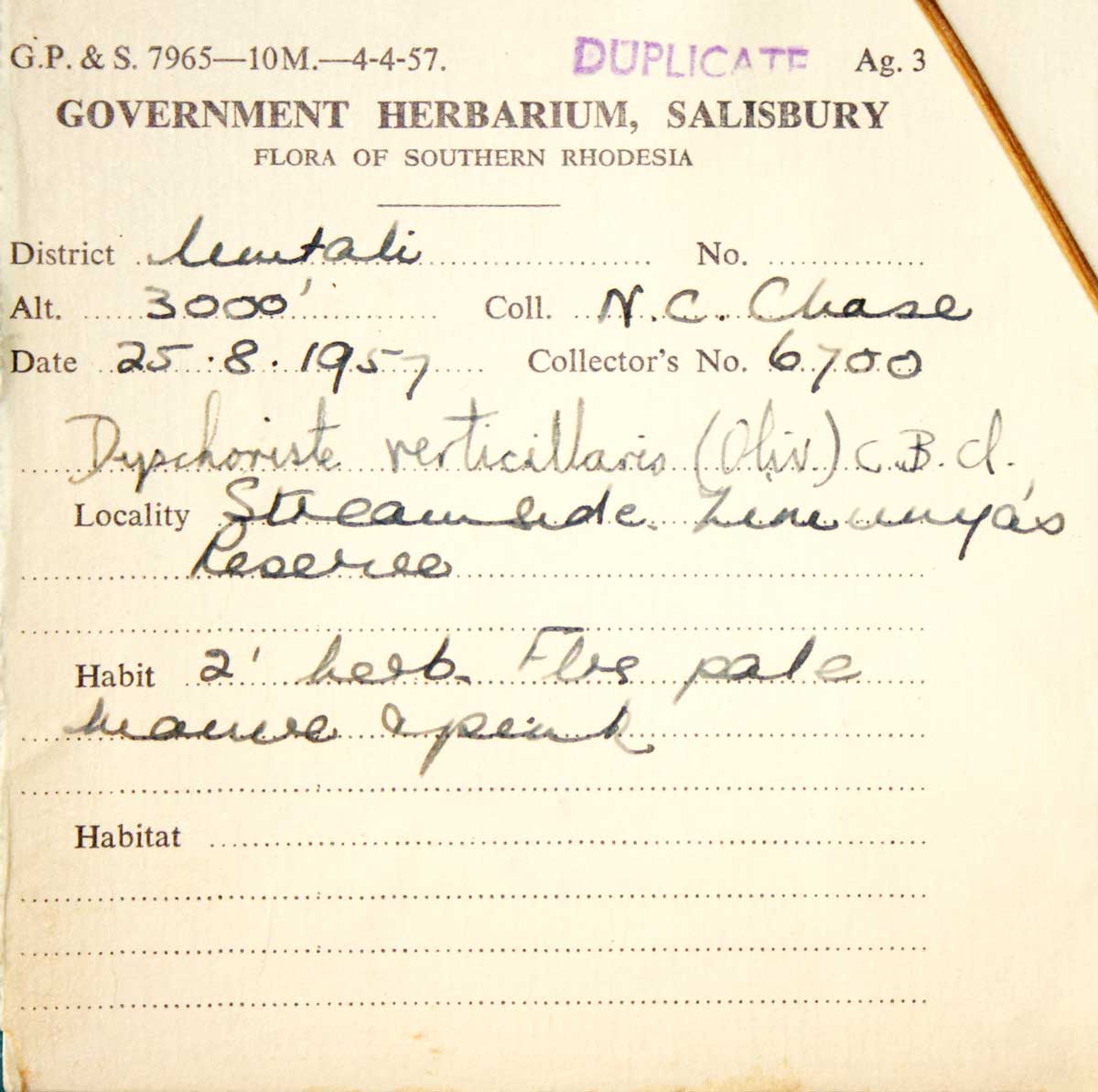 Dyschoriste trichocalyx subsp. verticillaris Dyschoriste trichocalyx subsp. verticillaris