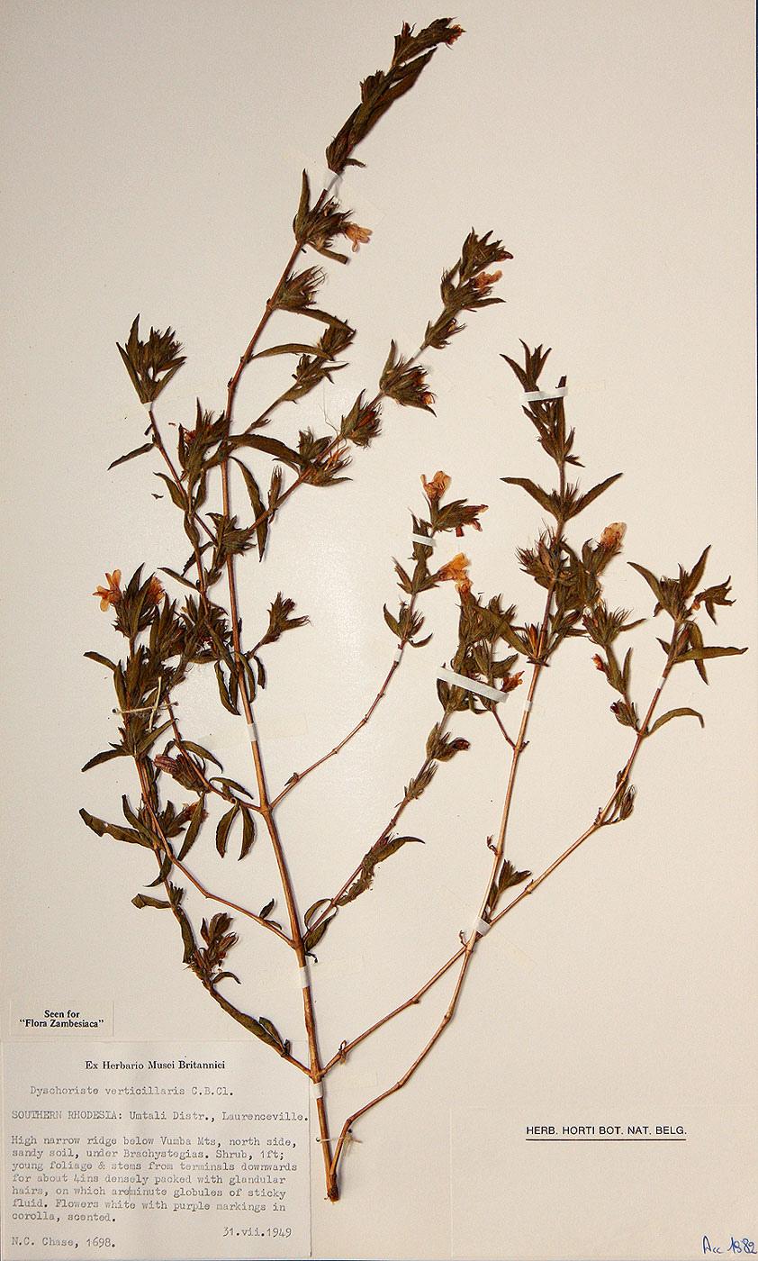 Dyschoriste trichocalyx subsp. verticillaris Dyschoriste trichocalyx subsp. verticillaris