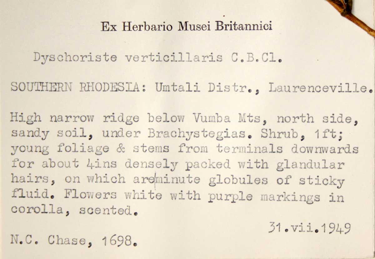 Dyschoriste trichocalyx subsp. verticillaris Dyschoriste trichocalyx subsp. verticillaris