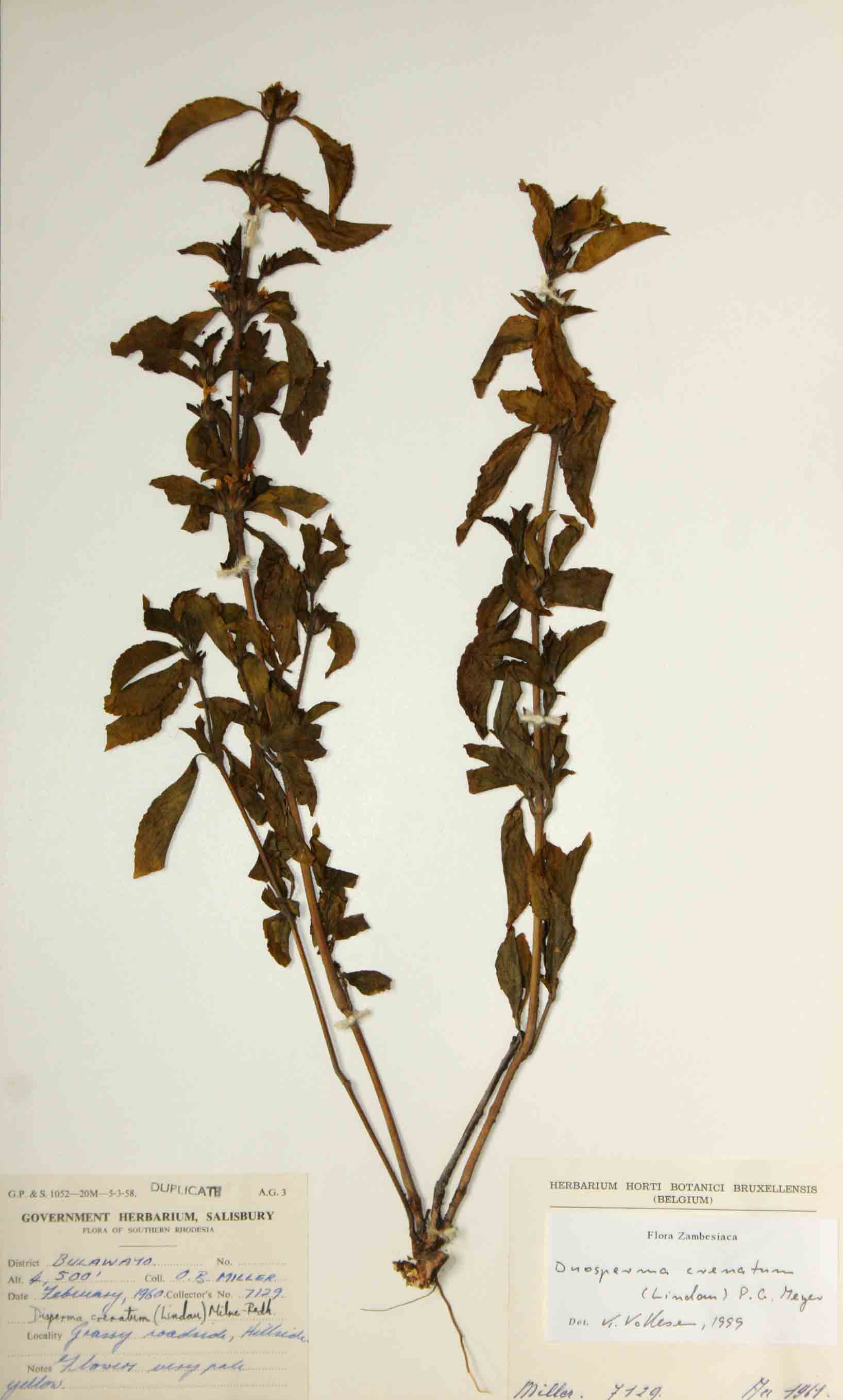 Duosperma crenatum Duosperma crenatum