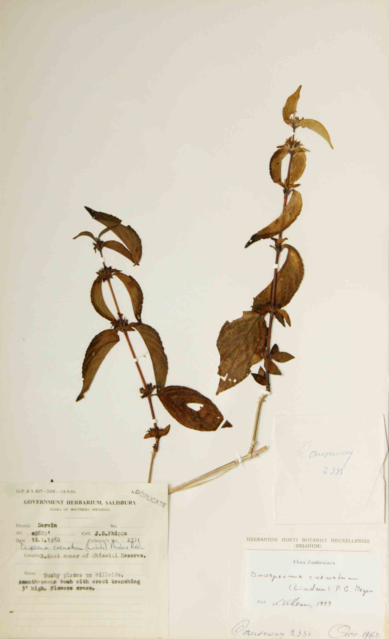 Duosperma crenatum Duosperma crenatum