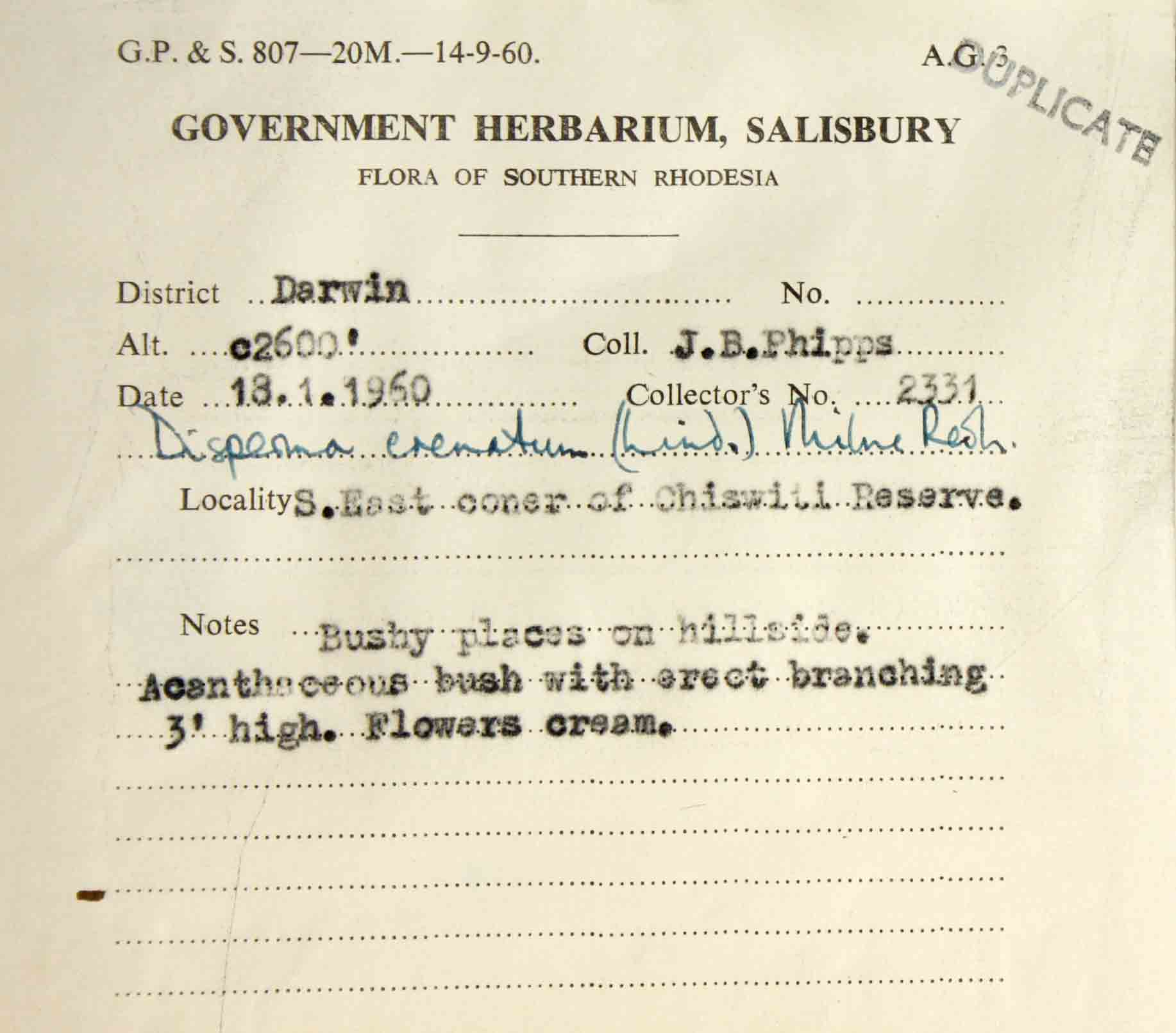 Duosperma crenatum Duosperma crenatum